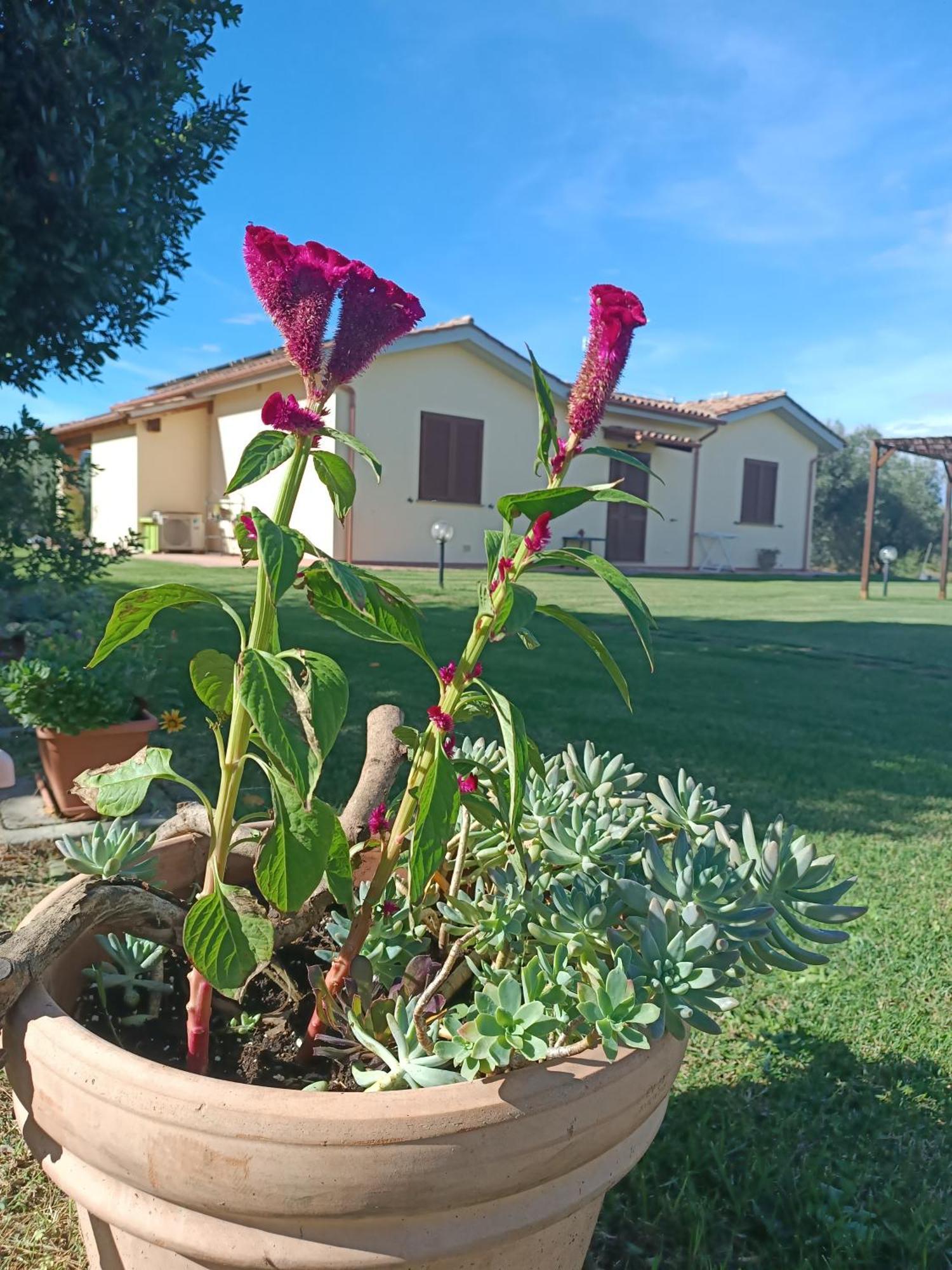 Agriturismo Le Villette Di Cate Alberese Extérieur photo